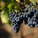 Tenuta Conti Faina * Fratta Todina