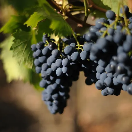 Tenuta Conti Faina * Fratta Todina